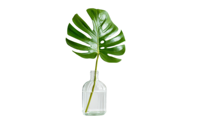 Minimalist single monstera leaf in a clear vase, isolated on a Transparent background, PNG file.