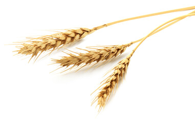 Golden ears of wheat on white background