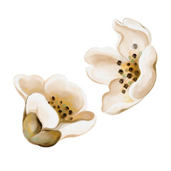 Vintage-style autumn flowers. Small medlar buds. White petals. Set of beige wedding inflorescences. Watercolor illustration isolated from the background. Hand-drawn.