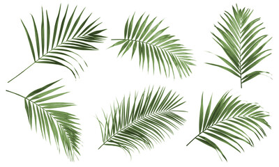 Tropical tree leaves isolated on white, set. Bright green foliage