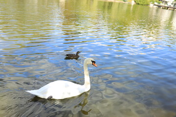 Fototapeta premium A white swan moves smoothly across calm water, creating gentle ripples while a smaller brown duck paddles just behind it. The scene is set in a peaceful park under clear skies.