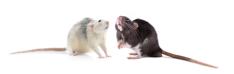 Fluffy rats isolated on white. Rodent animal