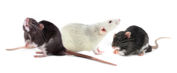 Fluffy rats isolated on white. Rodent animal