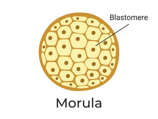 Morula. The Embryo cell of 16 blastomeres in a solid ball contained within the zona pellucida. The Stage of segmentation of a fertilized ovum. Human embryo. Vector medical illustration.	