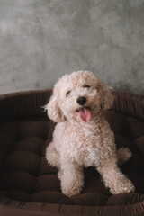A portrait of a miniature toy poodle with white curly fur, sitting in a dog bed with a happy expression. A dog's sleeping place in the house. Pet store banner. Rest and recovery after play and a walk.