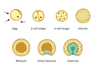 The stages of segmentation of a fertilized ovum. Human embryonic development. Zygote, 2-cell, 4-cell, 8-cell, morula, blastula, gastrula. Vector medical illustration.