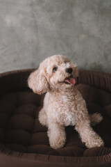 A portrait of a miniature toy poodle with white curly fur, sitting in a dog bed with a happy expression. A dog's sleeping place in the house. Pet store banner. Rest and recovery after play and a walk.
