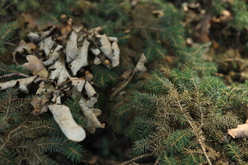 In a serene woodland, dried leaves and twigs rest on a bed of evergreen branches. Sunlight filters through the trees, enhancing the tranquil atmosphere of the forest.