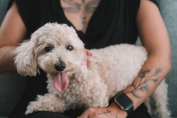 A sweet toy poodle with white curly fur sits in his female owners arms. The dog smiles with his tongue hanging out. Cuddling and caring for your pet. Caring for a small dog. An owner and their dog.