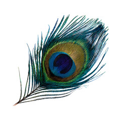 Fototapeta premium peacock feather on white background