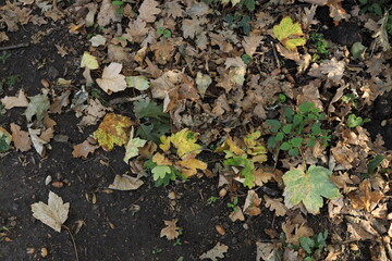 Fallen leaves create a vibrant patchwork on the ground in a calm park. Green plants peek through the golden and brown foliage, marking the arrival of autumn.