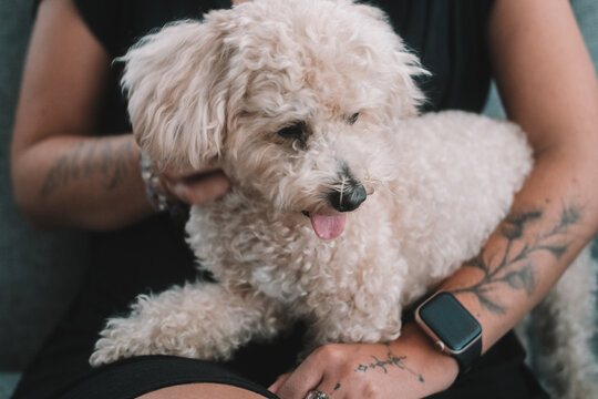 A sweet toy poodle with white curly fur sits in his female owners arms. The dog smiles with his tongue hanging out. Cuddling and caring for your pet. Caring for a small dog. An owner and their dog.