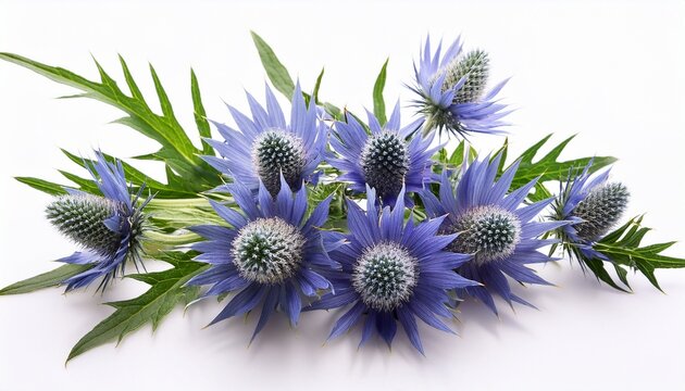 Feverweed Thistle Eryngium Isolate On White Background