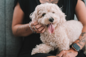 A sweet toy poodle with white curly fur sits in his female owners arms. The dog smiles with his tongue hanging out. Cuddling and caring for your pet. Caring for a small dog. An owner and their dog.