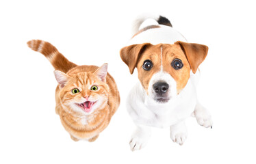 Adorable meowing kitten Scottish Straight and Jack Russell Terrier puppy sitting together, top view, isolated on white background