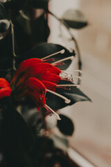 A striking lipstick plant, its vivid red flowers contrasting beautifully with the dark green foliage on a brown wooden background. The soft lighting adds a touch of elegance Houseplant in home garden.