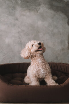 A portrait of a miniature toy poodle with white curly fur, sitting in a dog bed with a happy expression. A dog's sleeping place in the house. Pet store banner. Rest and recovery after play and a walk.