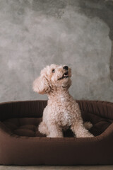 A portrait of a miniature toy poodle with white curly fur, sitting in a dog bed with a happy expression. A dog's sleeping place in the house. Pet store banner. Rest and recovery after play and a walk.