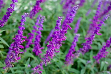 Fototapeta premium 産毛を纏ったセージの花