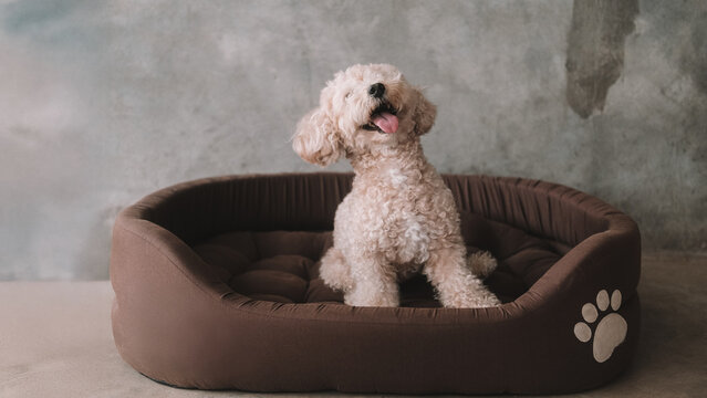 A portrait of a miniature toy poodle with white curly fur, sitting in a dog bed with a happy expression. A dog's sleeping place in the house. Pet store banner. Rest and recovery after play and a walk.