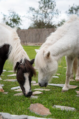 Obraz premium Two Ponies Grazing Peacefully on Green Grass