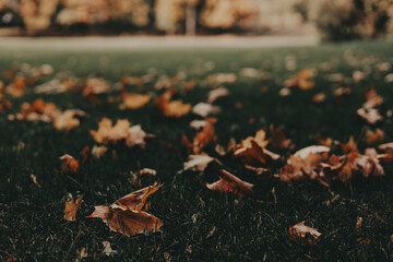 Autumn leaves scattered on the grass in a park. A serene autumnal scene featuring fallen leaves on a grassy field, with trees in the background, creating a warm, inviting atmosphere Fall season nature