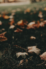 Autumn leaves scattered on the grass in a park. A serene autumnal scene featuring fallen leaves on a grassy field, with trees in the background, creating a warm, inviting atmosphere Fall season nature