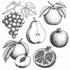 Detailed sketch of various fruits including grapes, apple, pear, pomegranate, and peach, rendered in a vintage, etched style.