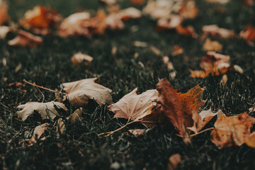 Autumn leaves scattered on the grass in a park. A serene autumnal scene featuring fallen leaves on a grassy field, with trees in the background, creating a warm, inviting atmosphere Fall season nature