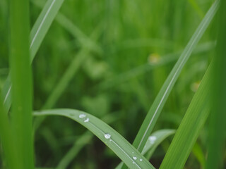 Obraz premium Small flower leaves in rainy season close up for background