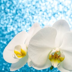 White orchids on a teal background