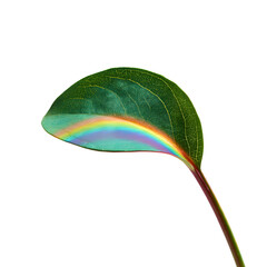 green leaf isolated on white background