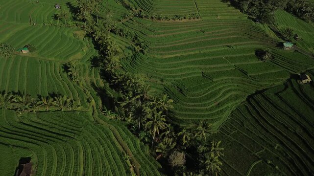 A top down view of the Jatiluwih rice fields in Bali. These green terraces in the countryside have become a tourist attraction. Farm life, rice cultivation.