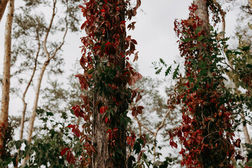 Vibrant red and green leaves climbing a tree trunk in autumn. Close-up shot of vivid red autumn leaves against a tree trunk, with a blurred background of foliage and sky, creating a serene fall scene.