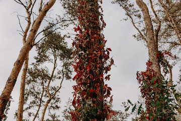Vibrant red and green leaves climbing a tree trunk in autumn. Close-up shot of vivid red autumn leaves against a tree trunk, with a blurred background of foliage and sky, creating a serene fall scene.