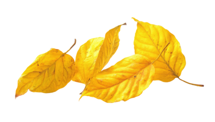 Three vibrant, overlapping, golden leaves against a black background