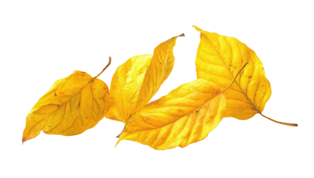 Three vibrant, overlapping, golden leaves against a black background