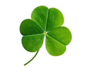 A lush green clover with three perfectly shaped leaves, set against black