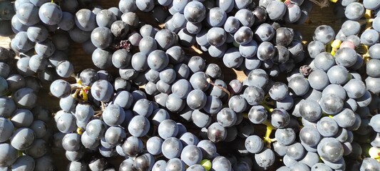 Freshly Harvested Dark Grapes Ready for Processing in a Vineyard During the Late Summer Afternoon