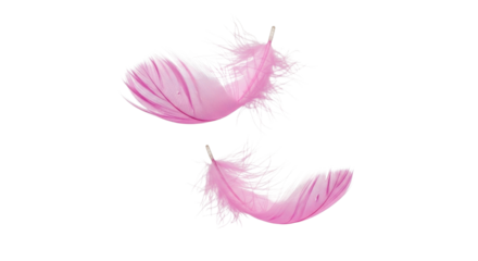 Two delicate pink feathers floating gently isolated PNG with Transparent Background