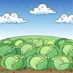 Obraz premium Cabbage field on garden area under the blue sky