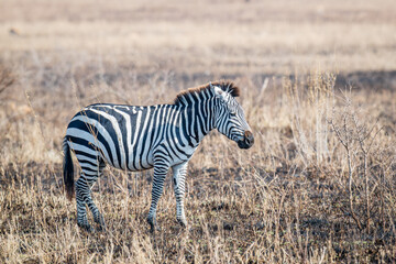 A single Zebra, standing in the grasslands of the Seregeti National Park, Tanzania, Africa