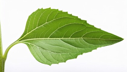 Fototapeta premium Green Leaf Of Sunflower Plant Isolated On White