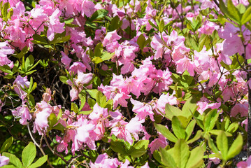 Pink rhododendron dauricum flowers close-up in springtime sunlight, Primorsky Krai Russia, showing vibrant wild blossoms and green foliage.