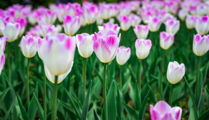 Fototapeta premium Field of Tulip Shirley in full bloom, white petals with soft pink edges glowing in spring sunlight, creating a vibrant floral background.
