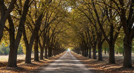Fototapeta premium Tree lined avenue perspective with sunlight through the leaves nature scenery