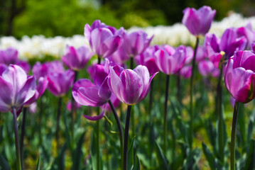 Obraz premium Elegant purple Tulipa Negrita style tulips in full spring bloom stand tall in a sunny garden with soft green background and vibrant natural light.