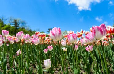 Obraz premium Clusters of delicate pink edged white tulips stand against a vivid sky in garden scene, ample copy space in background for text or design.