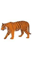 Obraz premium Side view of a walking tiger