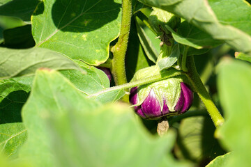 Eggplant has purple fruits in the soil plot has the morning light shining. Health benefits of coriander, among green leaves and soft blurred style for background.